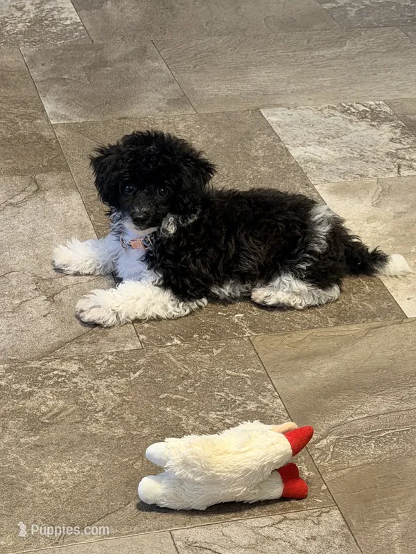 Willow – Poodle - Toy  puppy for sale in Harrisburg, SD