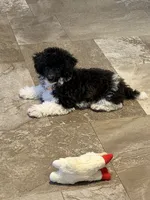 Willow, a female Poodle - Toy  for sale in Harrisburg, SD – 1 of 6