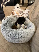 Willow, a female Poodle - Toy  for sale in Harrisburg, SD – 4 of 6