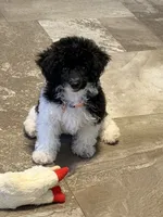 Willow, a female Poodle - Toy  for sale in Harrisburg, SD – 3 of 6