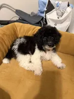 Willow, a female Poodle - Toy  for sale in Harrisburg, SD – 2 of 6