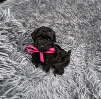 Stella, a female Poodle - Toy  for sale in Harrisburg, SD – 4 of 5