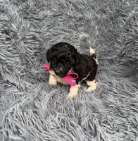 Willow, a female Poodle - Toy  for sale in Harrisburg, SD – 6 of 6