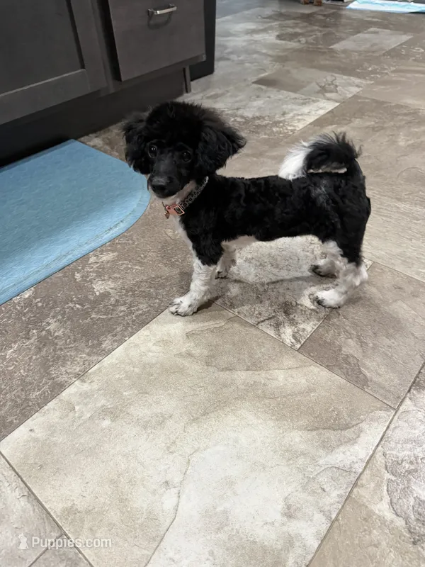 Willow – Poodle - Toy  puppy for sale in Harrisburg, SD