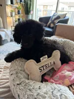 Stella, a female Poodle - Toy  for sale in Harrisburg, SD – 2 of 5