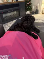 Stella, a female Poodle - Toy  for sale in Harrisburg, SD – 3 of 5