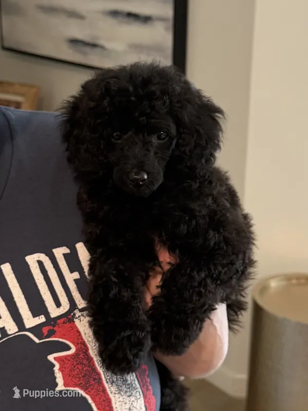 Stella – Poodle - Toy  puppy for sale in Harrisburg, SD