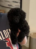 Stella, a female Poodle - Toy  for sale in Harrisburg, SD – 1 of 5