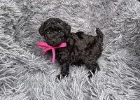 Stella, a female Poodle - Toy  for sale in Harrisburg, SD – 5 of 5