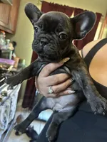 harley quinn, a female French Bulldog for sale in Compton, CA – 1 of 3