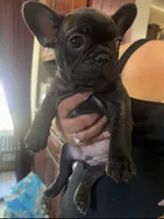 batman, a male French Bulldog for sale in Compton, CA – 1 of 3