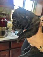 batman, a male French Bulldog for sale in Compton, CA – 2 of 3