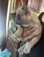 blue, a male French Bulldog for sale in Compton, CA – 2 of 2