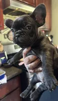 harley quinn, a female French Bulldog for sale in Compton, CA – 3 of 3