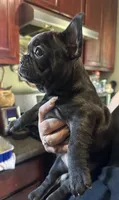 harley quinn, a female French Bulldog for sale in Compton, CA – 2 of 3