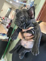 batman, a male French Bulldog for sale in Compton, CA – 3 of 3