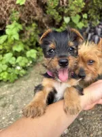 Bloom, a female Yorkshire Terrier for sale in Lewisburg, KY – 4 of 4