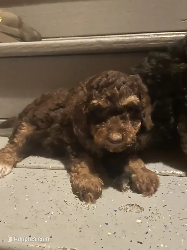 Hershey – Poodle - Toy  puppy for sale in Lewisburg, KY