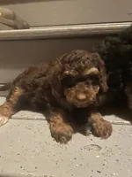 Hershey, a female Poodle - Toy  for sale in Lewisburg, KY – 1 of 2