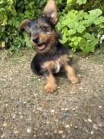 Rue, a female Yorkshire Terrier for sale in Lewisburg, KY – 6 of 6