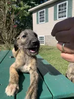 processed/c73836ae-4eac-411b-a70f-d66401a16908/listing/235fda5a-2015-47bd-826d-1cf9c9022301/f3dad94d-7dd0-4ca2-b7d9-fc53d3ff66e9