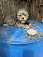 Curly, a male Poodle - Toy  for sale in Lewisburg, KY – 3 of 4
