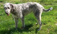 Fiona’s pups, a female Irish Wolfhound for sale in Lewisburg, KY – Photo 7 of 10