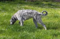 Fiona’s pups, a female Irish Wolfhound for sale in Lewisburg, KY – Photo 8 of 10