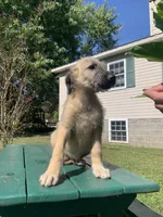 Fiona’s pups, a female Irish Wolfhound for sale in Lewisburg, KY – Photo 4 of 10