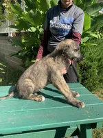 Fiona’s pups, a female Irish Wolfhound for sale in Lewisburg, KY – Photo 3 of 10