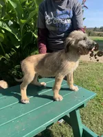 Fiona’s pups, a female Irish Wolfhound for sale in Lewisburg, KY – Photo 2 of 10