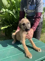 Fiona’s pups, a female Irish Wolfhound for sale in Lewisburg, KY – Photo 5 of 10