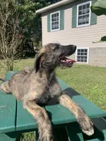 Fiona’s pups, a female Irish Wolfhound for sale in Lewisburg, KY – Photo 6 of 10