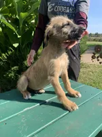 Fiona’s pups, a female Irish Wolfhound for sale in Lewisburg, KY – Photo 1 of 10