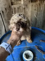 S’more , a male Poodle - Toy  for sale in Lewisburg, KY – 2 of 6