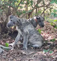 Keeva, a female Irish Wolfhound for sale in Lewisburg, KY – 7 of 8