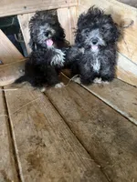 Cricket , a female Poodle - Toy  for sale in Lewisburg, KY – 4 of 5