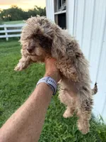 S’more , a male Poodle - Toy  for sale in Lewisburg, KY – 3 of 6