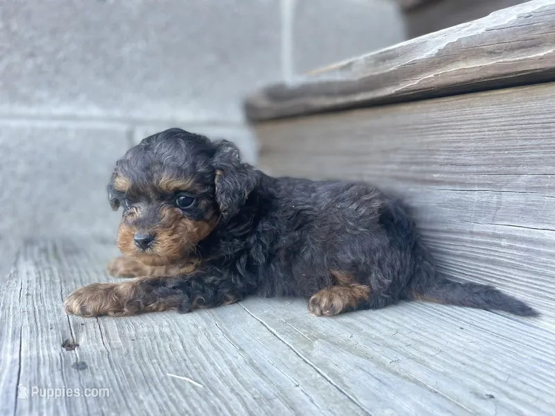 Pierre – Poodle - Toy  puppy for sale in Lewisburg, KY