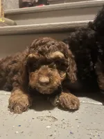 Hershey, a female Poodle - Toy  for sale in Lewisburg, KY – 2 of 2