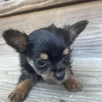 Charlie Brown, a male Chorkie for sale in Lewisburg, KY – Photo 3 of 4