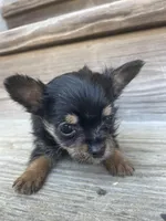 Charlie Brown, a male Chorkie for sale in Lewisburg, KY – Photo 3 of 4