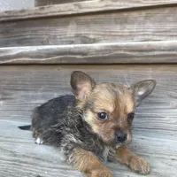 Charlie Brown, a male Chorkie for sale in Lewisburg, KY – Photo 1 of 4