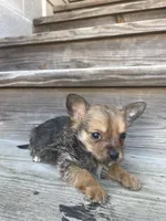 Charlie Brown, a male Chorkie for sale in Lewisburg, KY – Photo 1 of 4