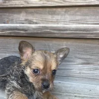 Charlie Brown, a male Chorkie for sale in Lewisburg, KY – Photo 2 of 4