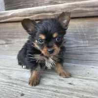 Charlie Brown, a male Chorkie for sale in Lewisburg, KY – Photo 4 of 4