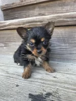 Charlie Brown, a male Chorkie for sale in Lewisburg, KY – Photo 4 of 4