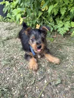 Rue, a female Yorkshire Terrier for sale in Lewisburg, KY – 3 of 6