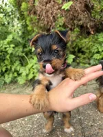 Bloom, a female Yorkshire Terrier for sale in Lewisburg, KY – 2 of 4