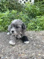 Curly, a male Poodle - Toy  for sale in Lewisburg, KY – 3 of 3